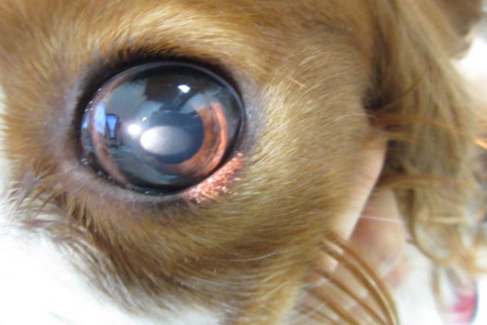 犬の角膜ジストロフィー