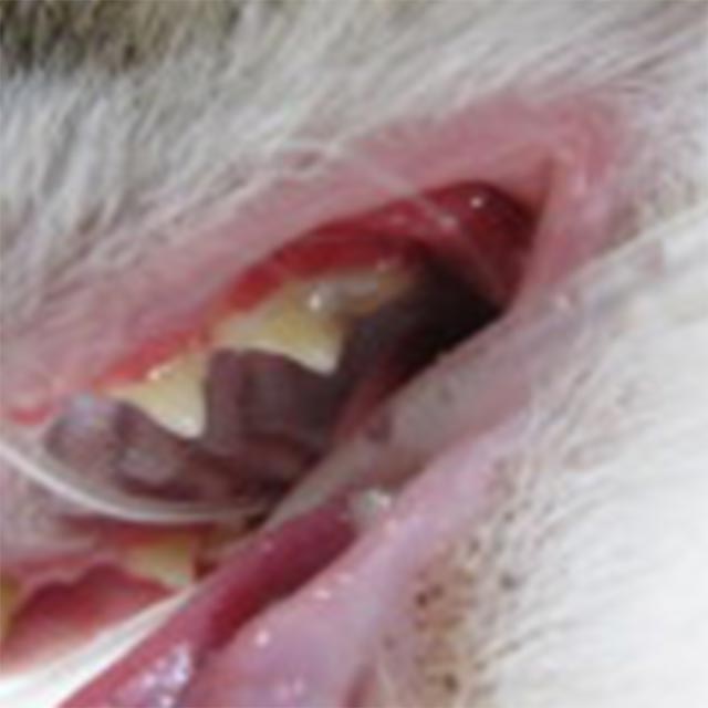 猫の口内炎